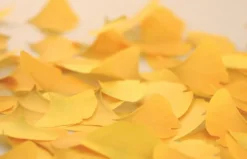Small Ginkgo Leaf Sticky Note
