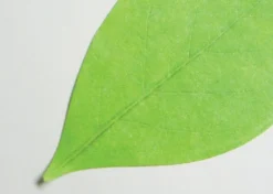 Small Leaf Sticky Note