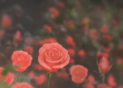 Small Rose Sticky Note