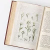 Sweet Alyssum Pressed Flower Sticker