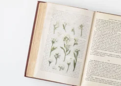 Sweet Alyssum Pressed Flower Sticker