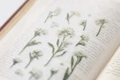 Sweet Alyssum Pressed Flower Sticker