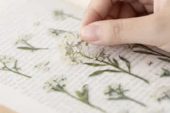 Sweet Alyssum Pressed Flower Sticker