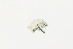 Sweet Alyssum Pressed Flower Sticker
