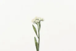 Sweet Alyssum Pressed Flower Sticker