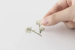 Sweet Alyssum Pressed Flower Sticker