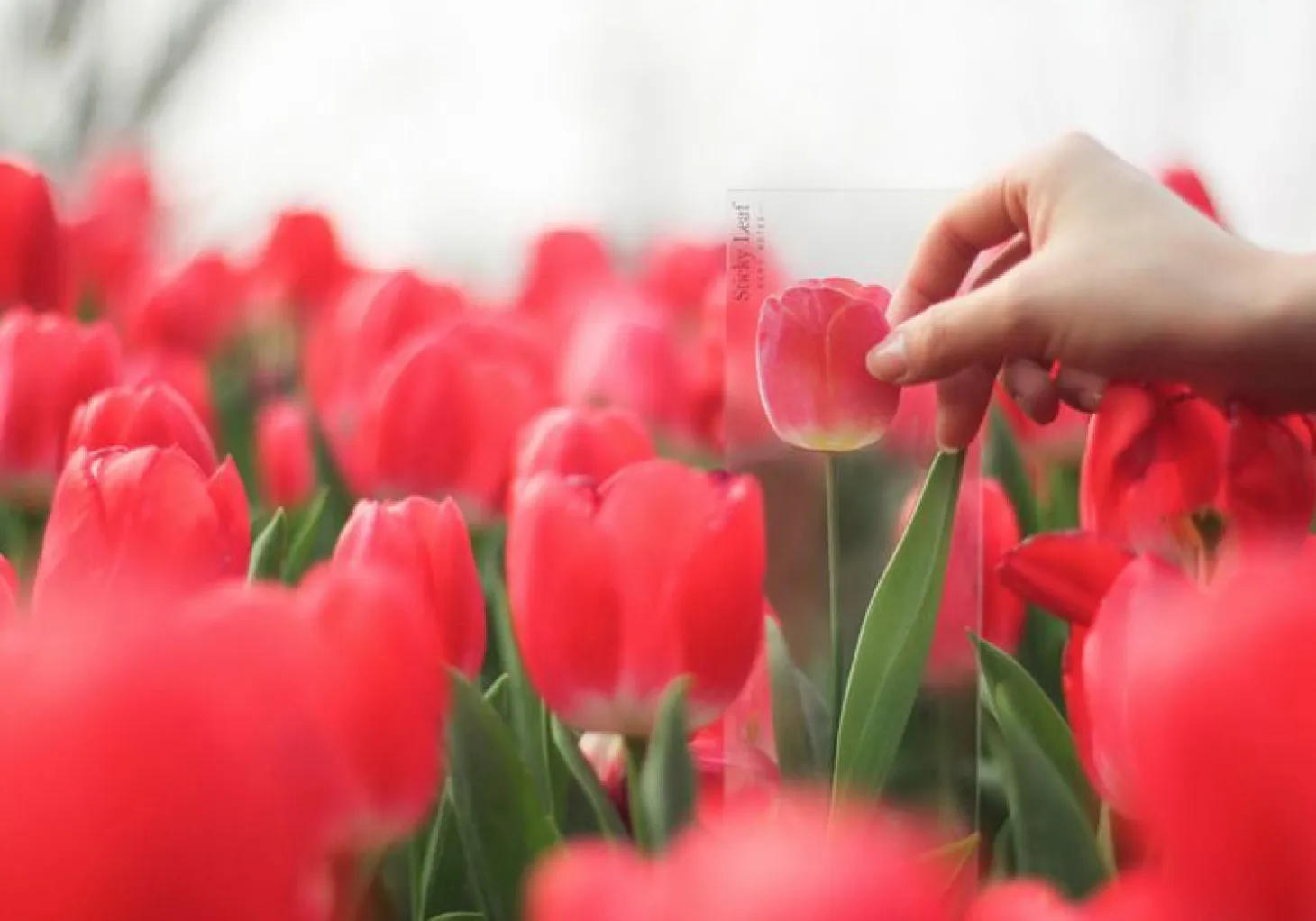 Tulip Sticky Note