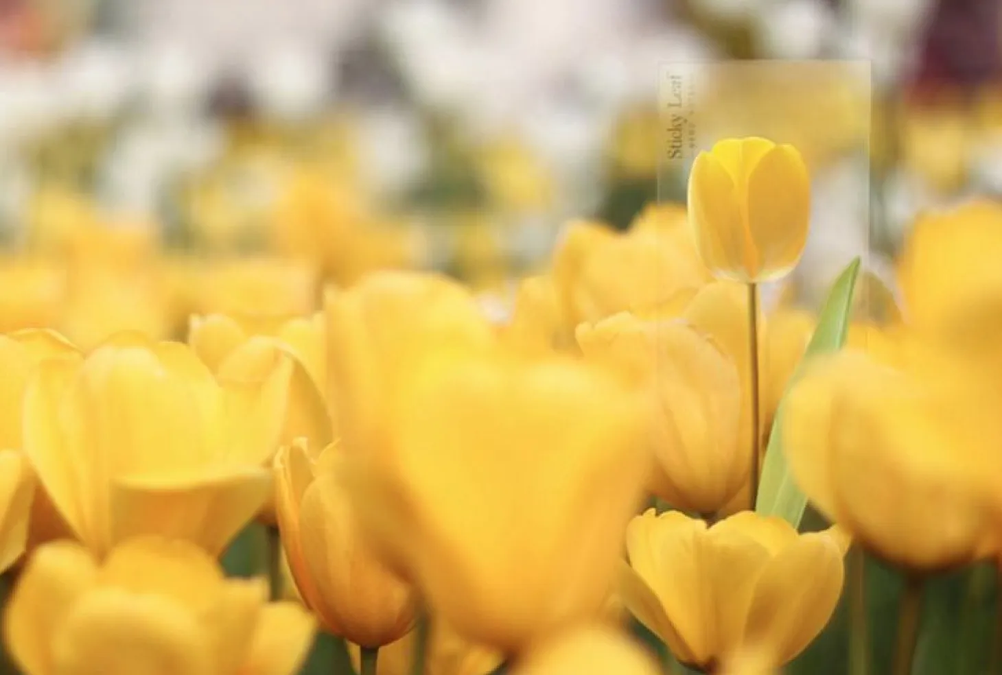 Tulip Sticky Note