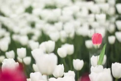 Tulip Sticky Note