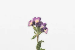 Verbena Pressed Flower Sticker