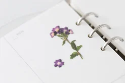 Verbena Pressed Flower Sticker